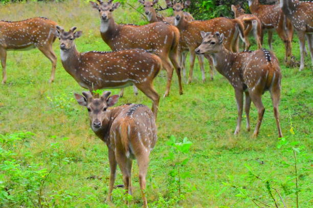 istock Amazing Wild Life of Sri Lanka 2194657601