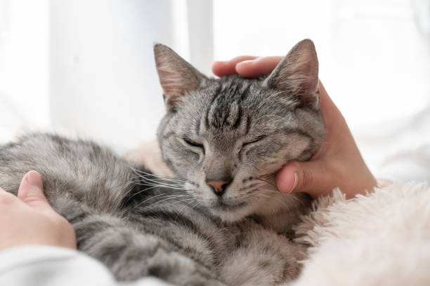 istock Person petting a cute cat 2194658007