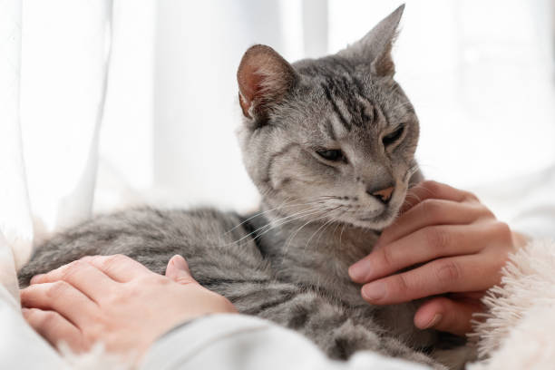 istock Person petting a cute cat 2194658025