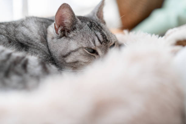 istock Cute cat relaxing by the window 2194658226