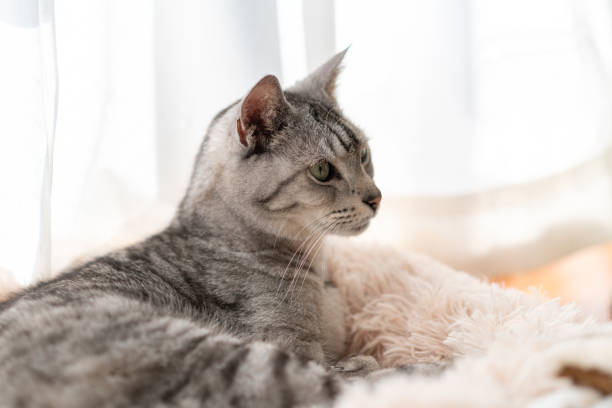 istock Cute cat relaxing by the window 2194658238