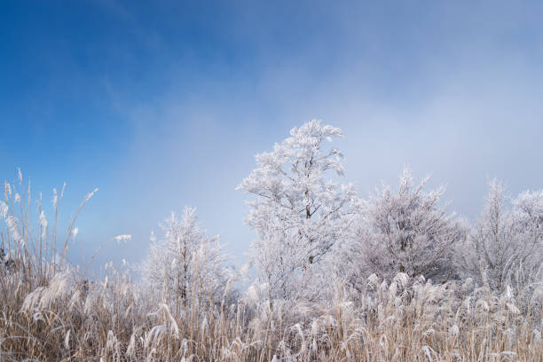 Vertical landscape of the Canadian prairies in the winter. There is snow on the ground and clouds in the sky.