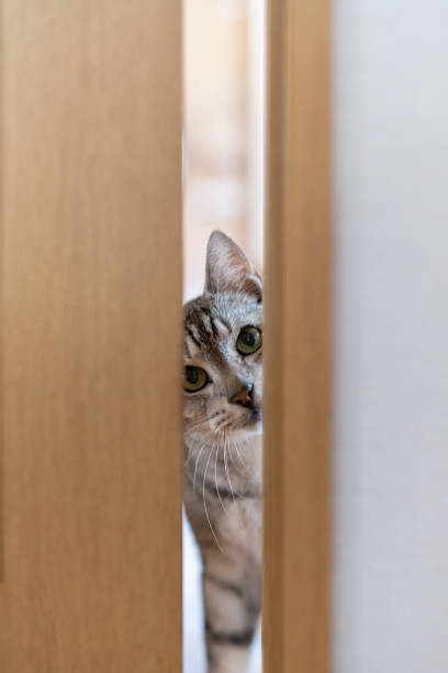 istock Cat peeking through the door gap 2194658499