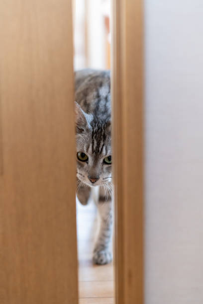 istock Cat peeking through the door gap 2194658540