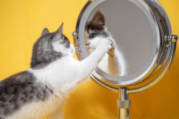 istock funny silver-white kitten looking in surprise in a cosmetic mirror with magnification effect 2194661130