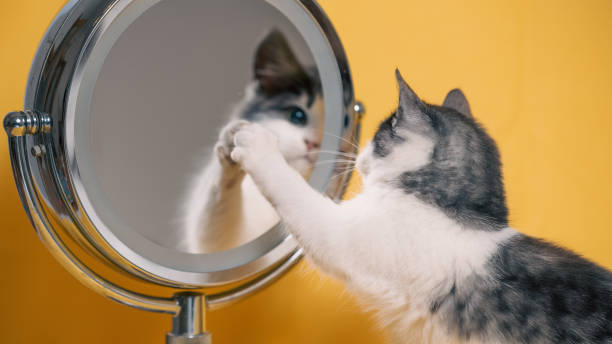 istock funny silver-white kitten looking in surprise in a cosmetic mirror with magnification effect 2194661353