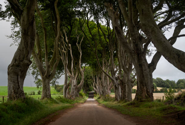 istock A narrow road flanked by tall, intertwined trees creating a natural archway 2194662703