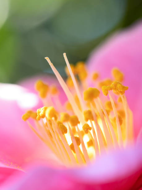 Japanese pink camellia flower