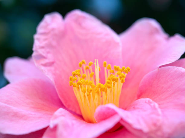 Close-up of a Ranunculus, also called Persian Buttercup
