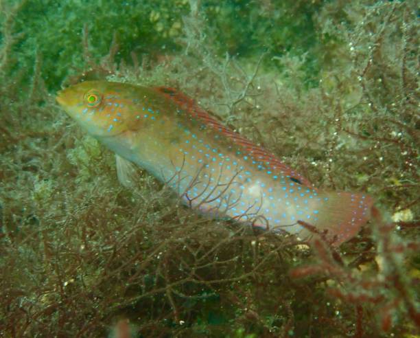 istock Senator Wrasse (Pictilabrus laticlavius) in Port Phillip Bay 2194663268