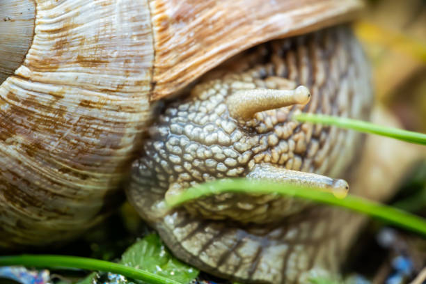 A vineyard snail in a strong close-up.