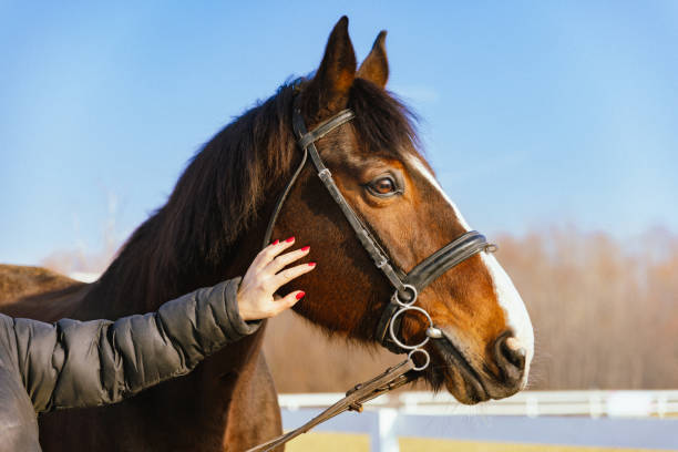 istock Petting the horse 2194664373