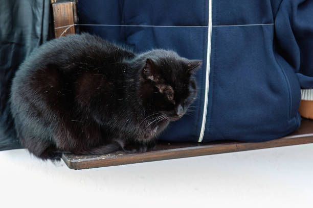 Black stray cat is lying on the rock.