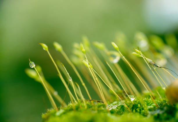 Tropical nature green moss with rain drops. foliage dark green background copy space for text.
