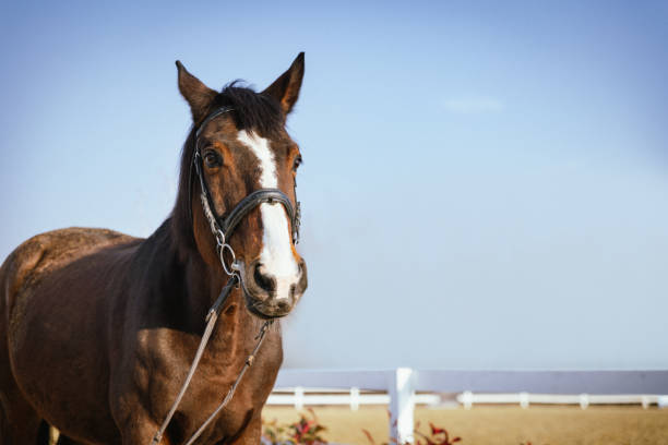 Beautiful brown horse standing against a blue sky