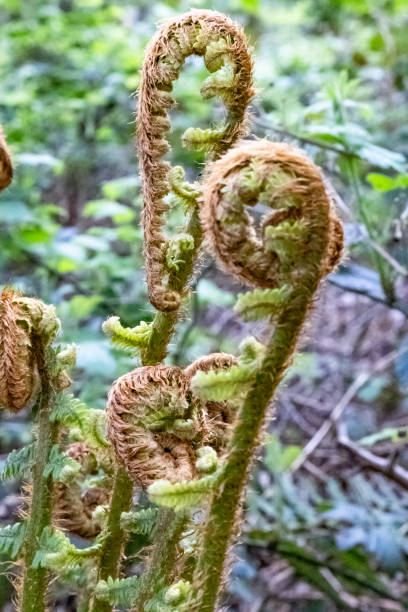 istock Fern natural plant 2194665339
