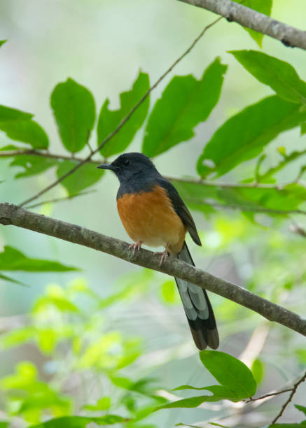 istock White rumped shama bird perched on a tree branch 2194665622