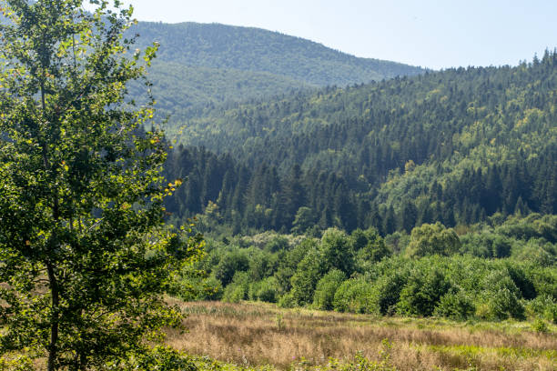 istock Mountains ranges in the Carpathians. Hills forest trees 2194667260