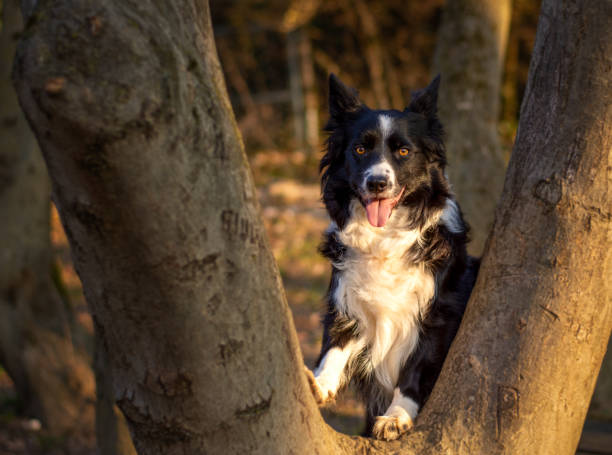 istock Happy Border Collie Standing Between Trees in Forest at Sunset 2194667419