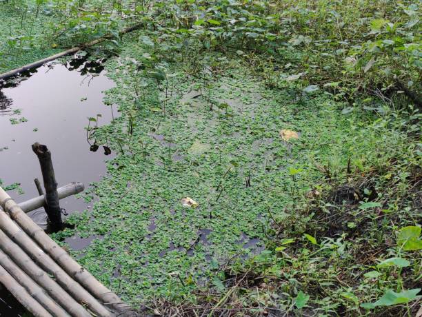 istock A small pond in the village 2194667442