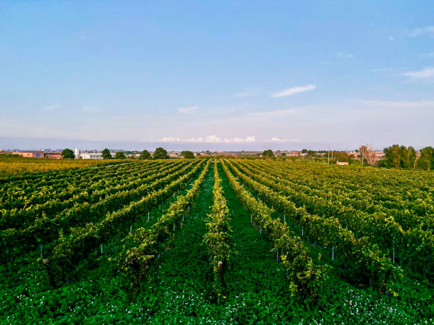 istock Green vineyard fields with parallel vines under a sunny Spanish sky. Agricultural landscape highlights viticulture, wine tradition, and rural scenery 2194667642
