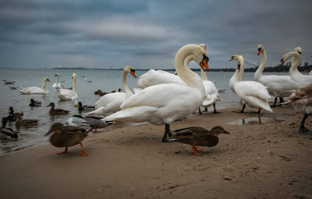 Beautiful flock of white swans on the beach in Sopot, Baltic Sea coast. Migratory birds in Europe