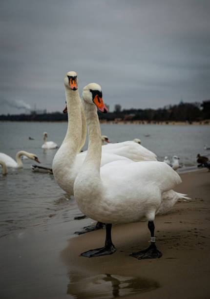 istock Swans on the Baltic Sea coast in winter 2194668115