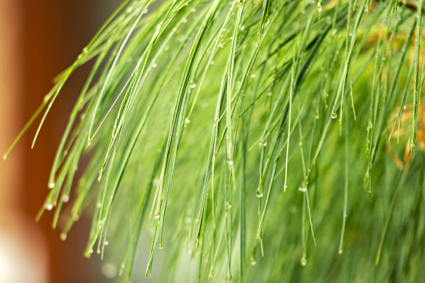 A close-up photograph of a green plant with long slender leaves and droplets of water on them