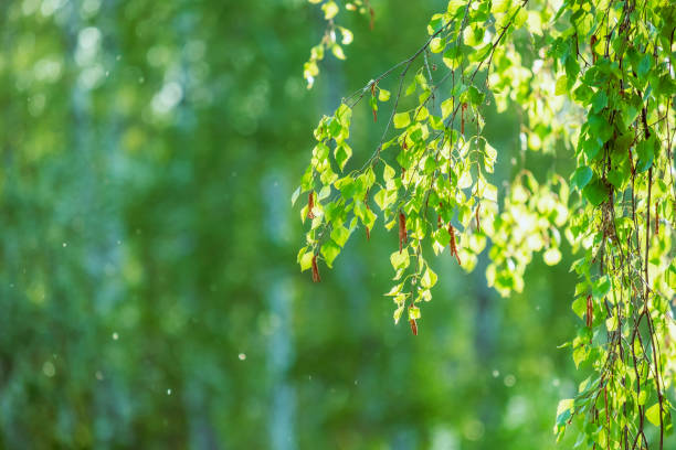 A tree branch with green leaves and birch branches in the sunlight. summer forest in daylight
