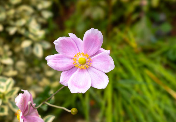 The image captures a stunning Japanese Anemone in full bloom, displaying its delicate, light pink petals that gracefully transition to a slightly darker pink hue towards the center. At the heart of the flower, vibrant yellow stamens encircle a greenish-yellow pistil, creating a captivating focal point. The lush green foliage in the background provides a beautiful contrast, emphasizing the elegance and intricate details of the anemone.