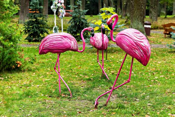A group of pink flamingos standing in a grassy area stock photo
