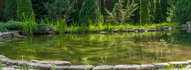 istock Small garden pond with many decorative plants. Nature concept for design. Small pond on a summer day in the garden. 2194671015