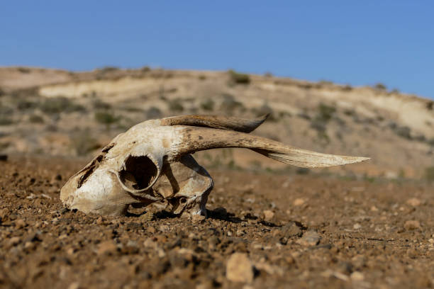 istock Dry Goat Skull Bone, Goat Skull background in the desert 2194671547