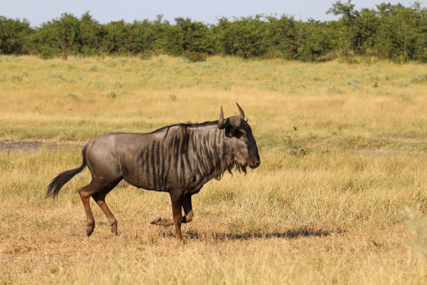 istock Streifengnu / Blue wildebeest / Connochaetes taurinus 2194671712