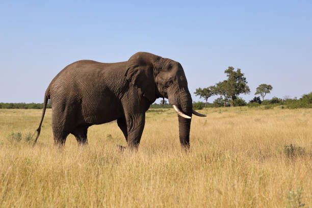 istock Afrikanischer Elefant / African elephant / Loxodonta africana 2194671903