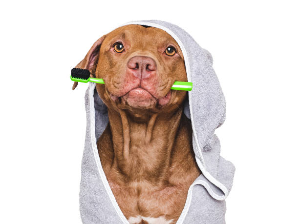 istock Cute dog, towel and toothbrush. Studio shot 2194671911