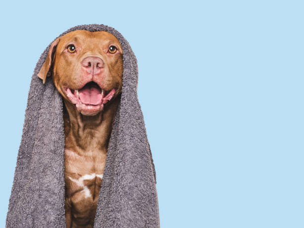 istock Cute dog and blue towel. Studio shot 2194671928