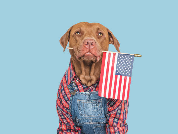istock Cute puppy and American Flag. Studio shot 2194672120