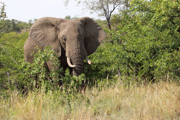 istock Afrikanischer Elefant / African elephant / Loxodonta africana 2194672694