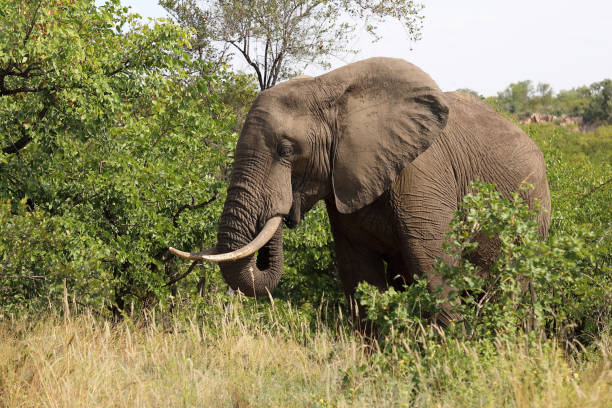 istock Afrikanischer Elefant / African elephant / Loxodonta africana 2194672700