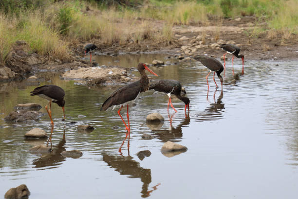 Schwarzstorch / Black Stork / Ciconia nigra