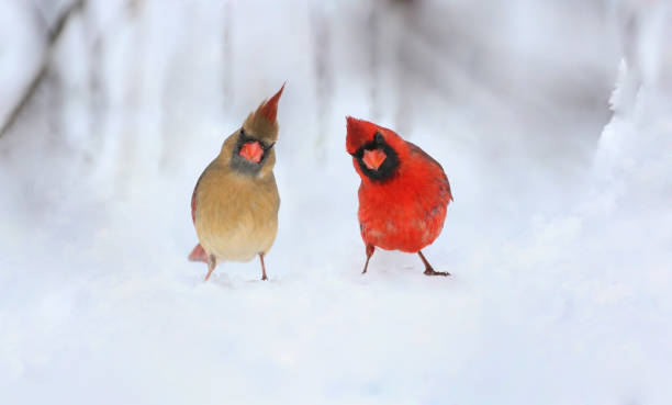 istock couple of cardinal in snow 2194672928