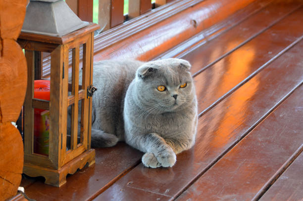 Scottish Fold cat relaxing on the terrace