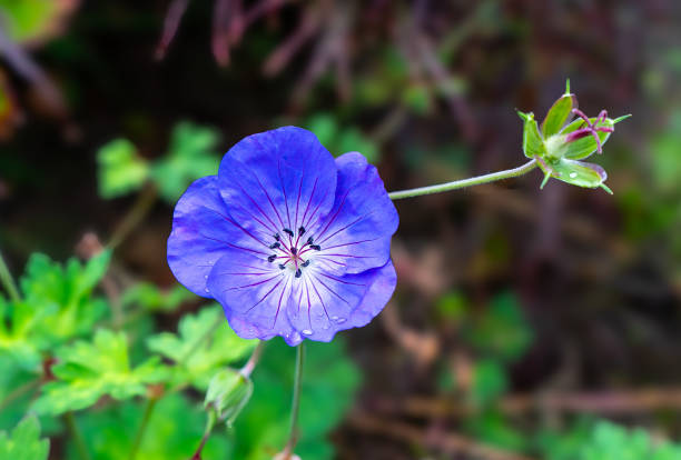istock Purple Geranium Flower with Water Droplets 2194673563