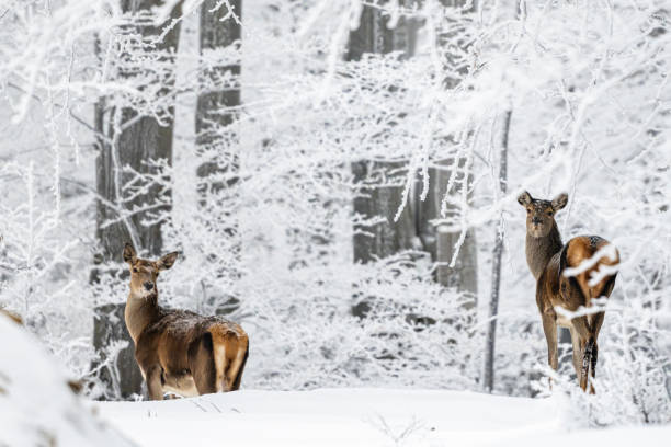 A group of Hokkaido Ezo Shika explore the winter Hokkaido landscape.
