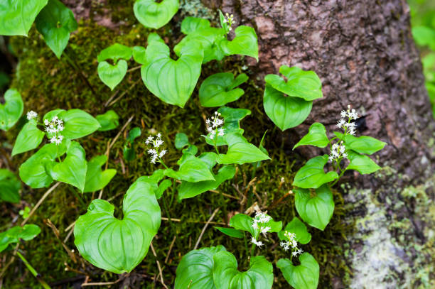 istock Maianthemum dilatatum in japan 2194674572