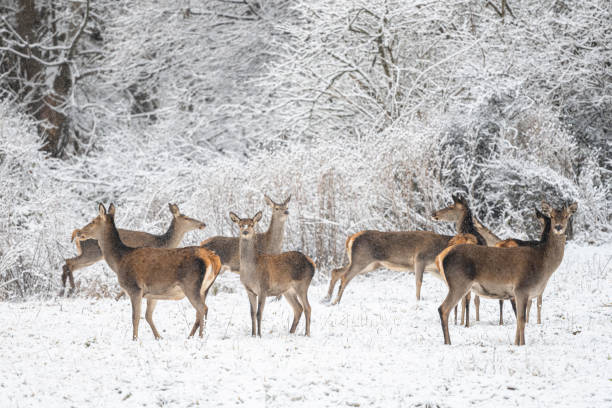 istock Red Deer, Cervus elaphus, in winter forest. Bieszczady Mountains, Poland. 2194674792