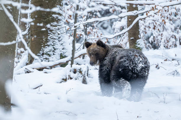 istock Brown bear, Ursus arctos, in winter forest. Bieszczady Mountains, Poland. 2194675472