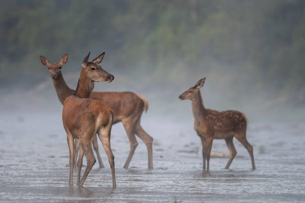 istock Red Deer, Cervus elaphus, in the river. Bieszczady Mountains, Poland. 2194675705