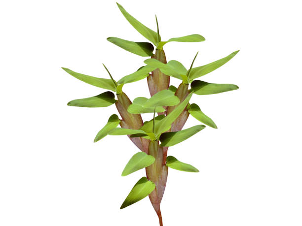 istock hygroryza aristata or asian watergrass plant 2194675764